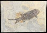 Permian Fossil Fish (Paramblypterus) - Germany #50727-1